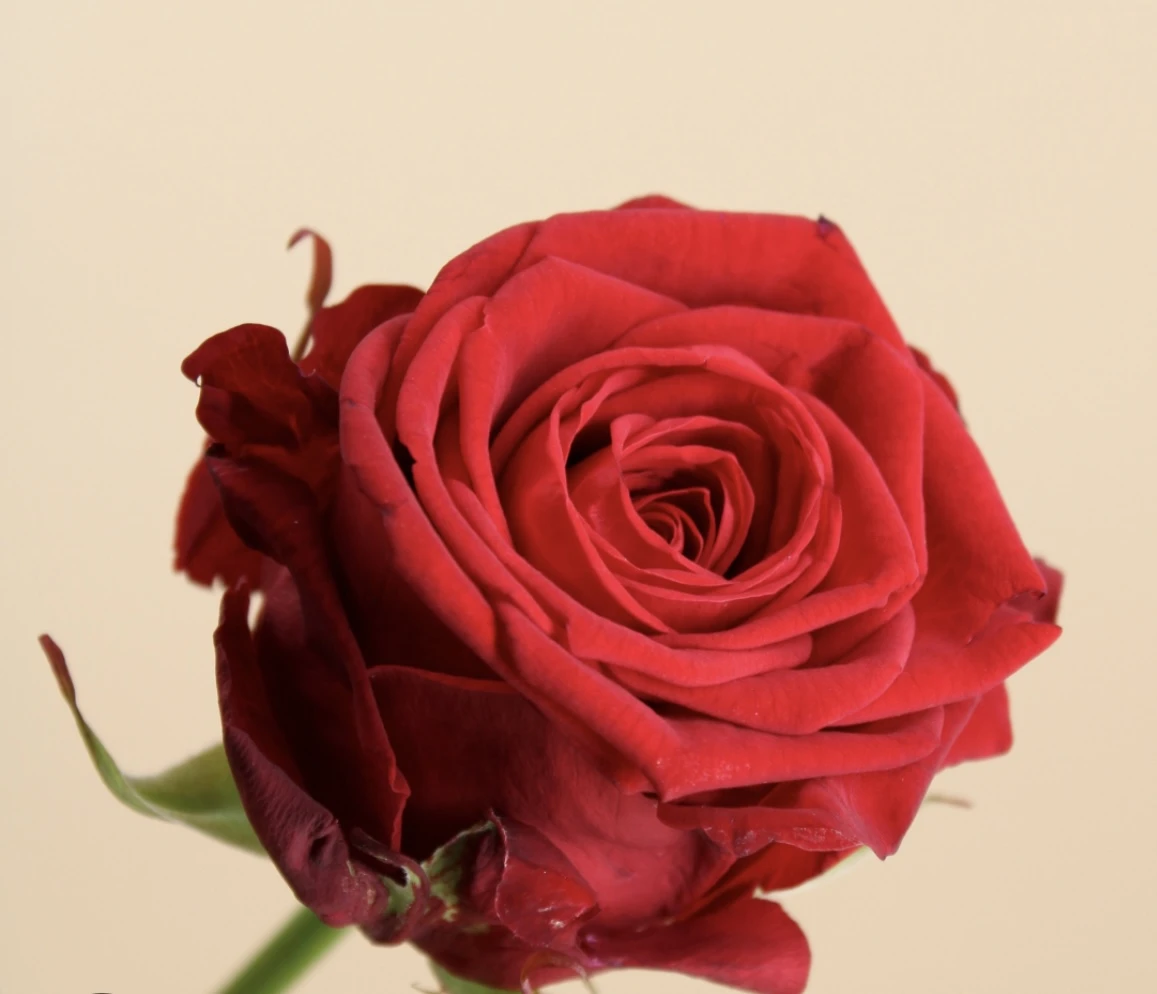 rose red Naomi 70 CM