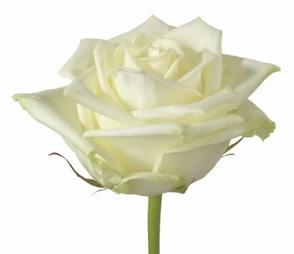 rose r with Naomi 70 CM