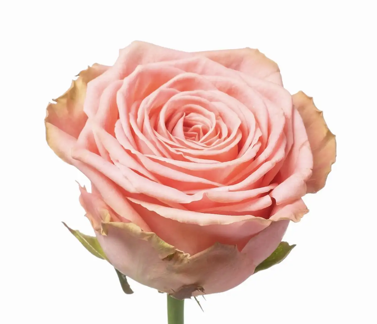 rose sofia lorraine 70 cm