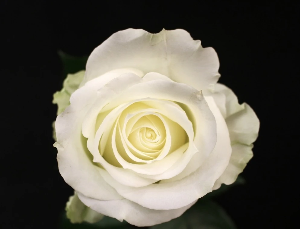 rose avalanche 70 CM