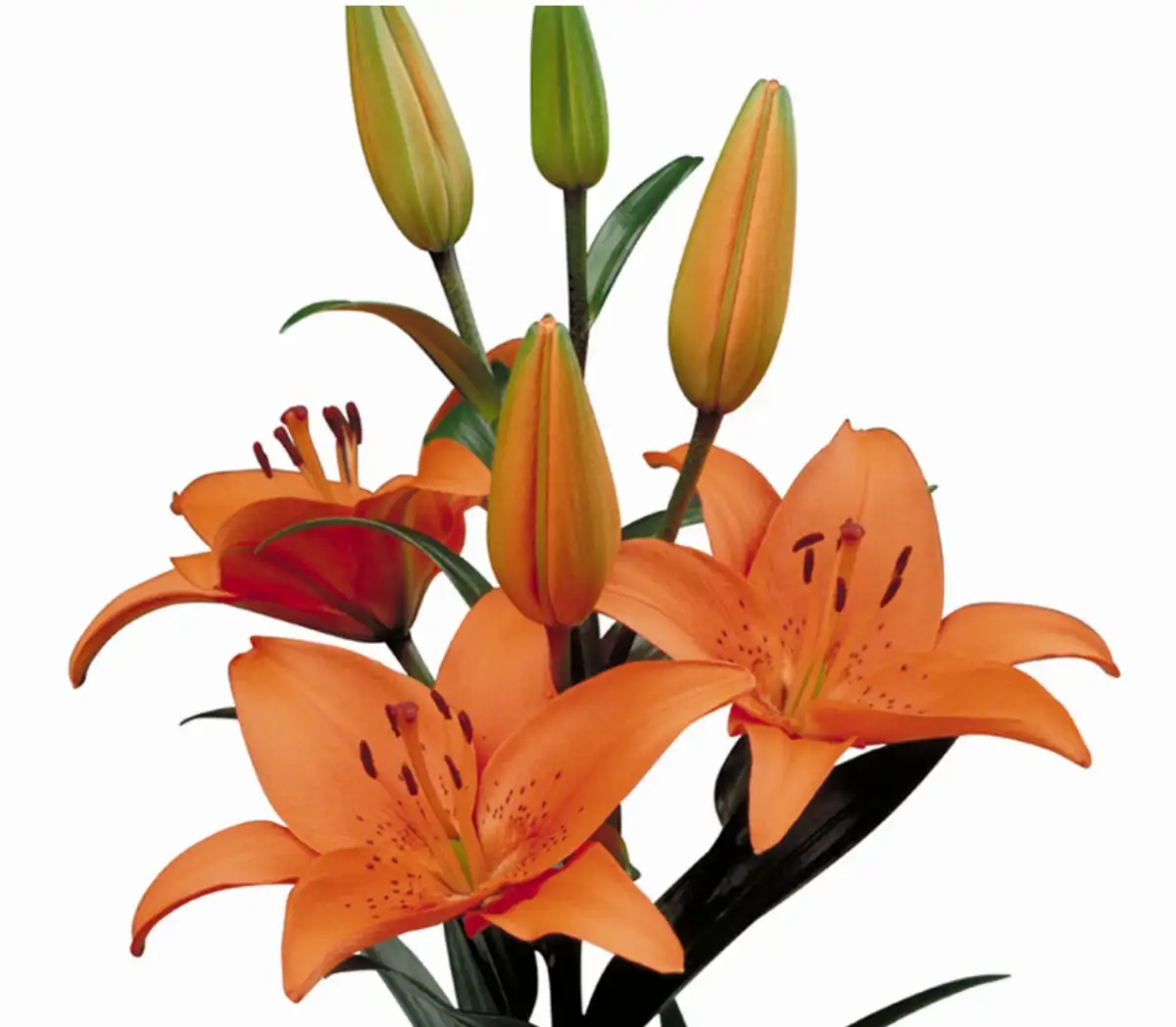 lys asiatique  90 cm orange