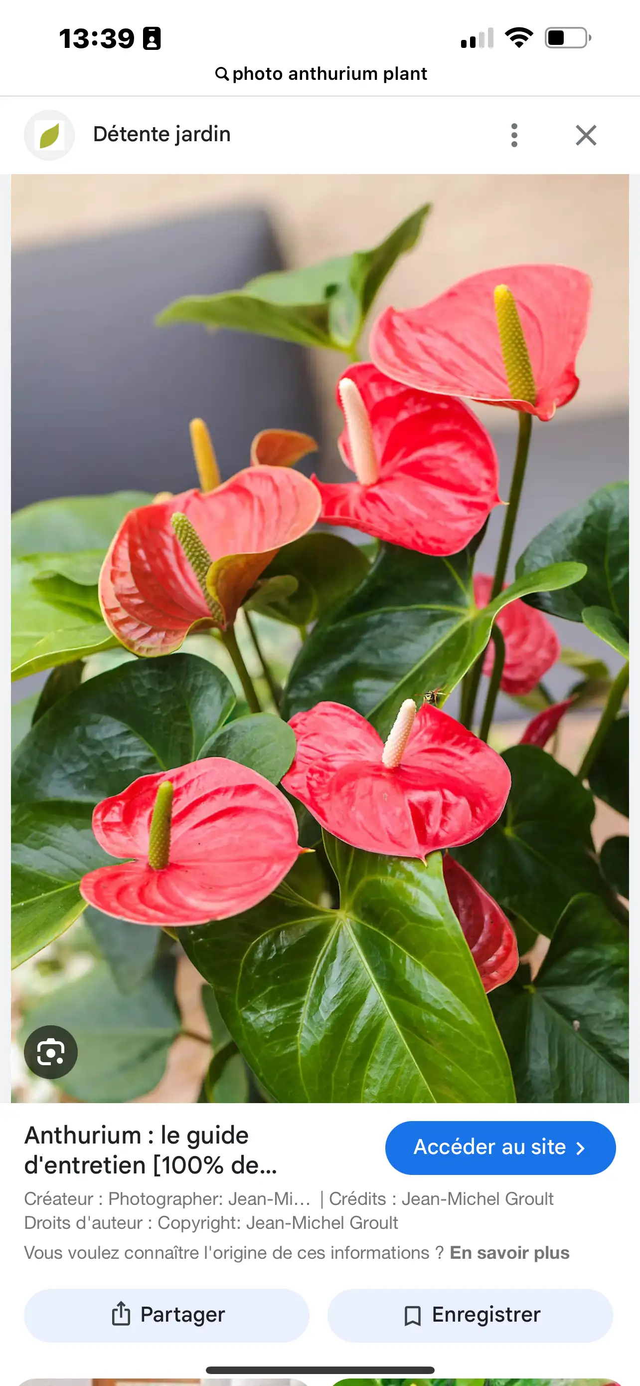 anthurium rouge pot de 19 avec cache pot
