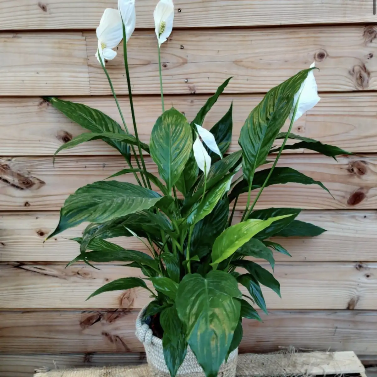 spathiphyllum ppt de 19 avec cache pot