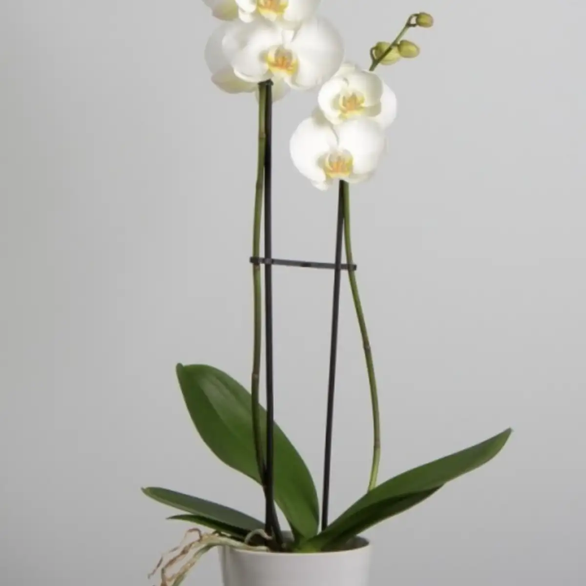 phalaenopsis blanc