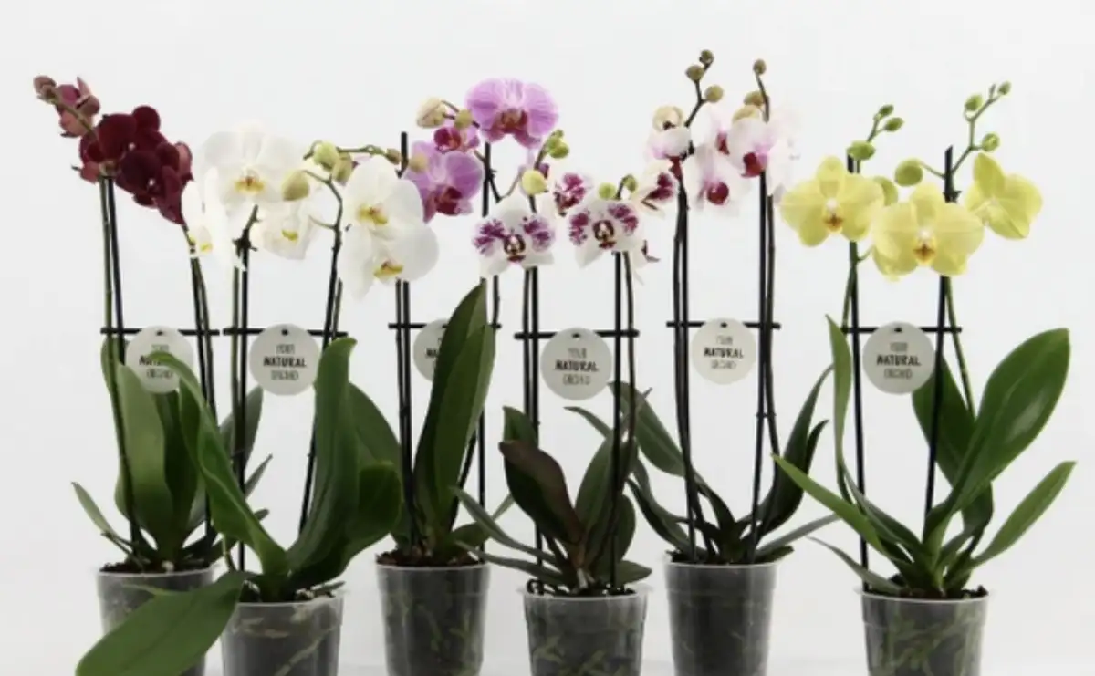 phalaenopsis variées